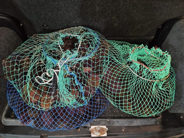 Ottocento ricci appena pescati sequestrati a Sciacca