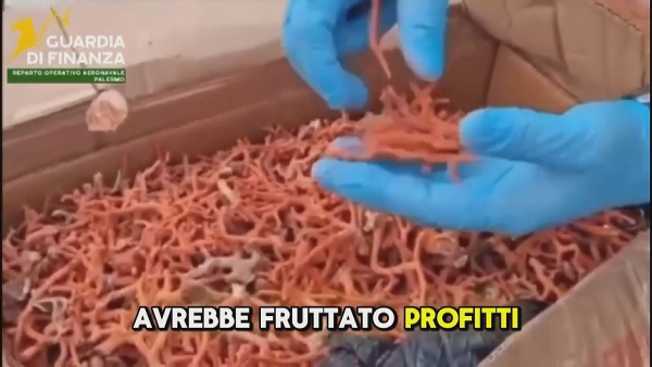 Sette quintali di corallo di dubbia provenienza sequestrati dalla Guardia di Finanza