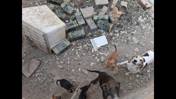 Cani rinchiusi in una cisterna, LAV di Sciacca: "Mai visto nulla del genere"